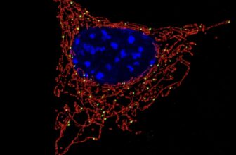 Why the Batteries in Your Body’s Cells Only Come From Mom and Why It Matters