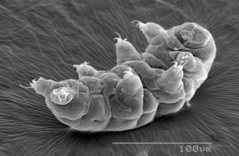 New Species of Tardigrade Displays Superhero-Like Healing Ability