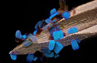 The 20 Best Images From Nikon’s Small World Up Close Competition