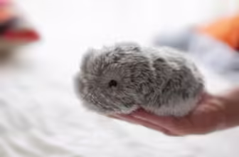 The fluffiest robot of CES 2021 is back thanks to Casio