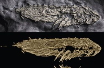 Ancient Critter Preserved in Fool’s Gold Flaunts a ‘Great Appendage’