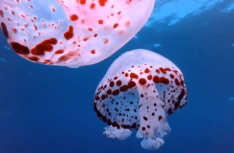 Google Expands Veo AI Video Generator To Cloud Customers