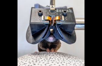 Scientists Built Tiny VR Goggles for Mice