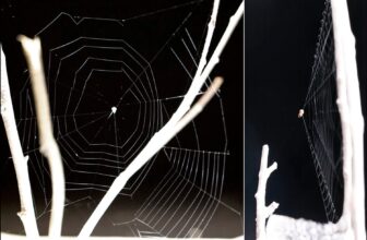 These Spiders Launch Their Webs at Prey. Here’s How They’re So Deadly Accurate