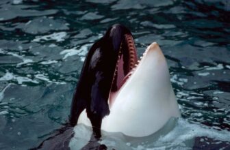 Orcas Are Wearing Salmon Hats. Again.